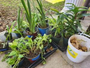 plants