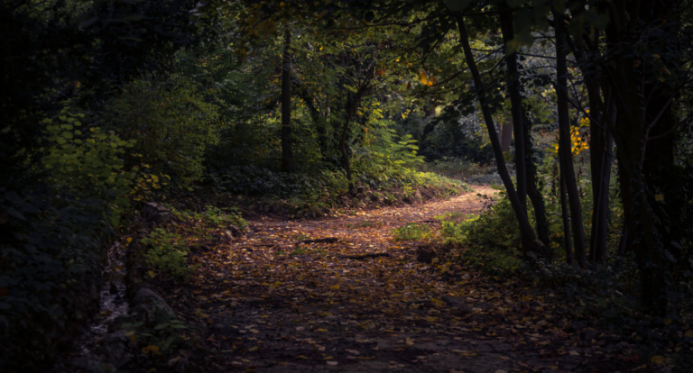 dark-trail-768x414.png